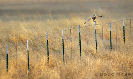 Applications available for FWP’s Habitat Conservation Lease Program