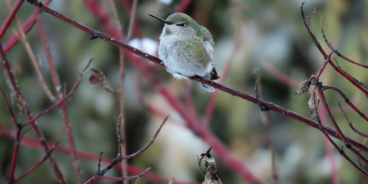 Bird Sightings – 2024 CBC Wrap-up