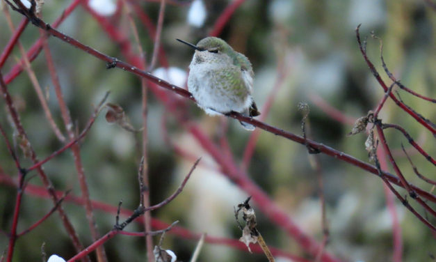 Bird Sightings – 2024 CBC Wrap-up