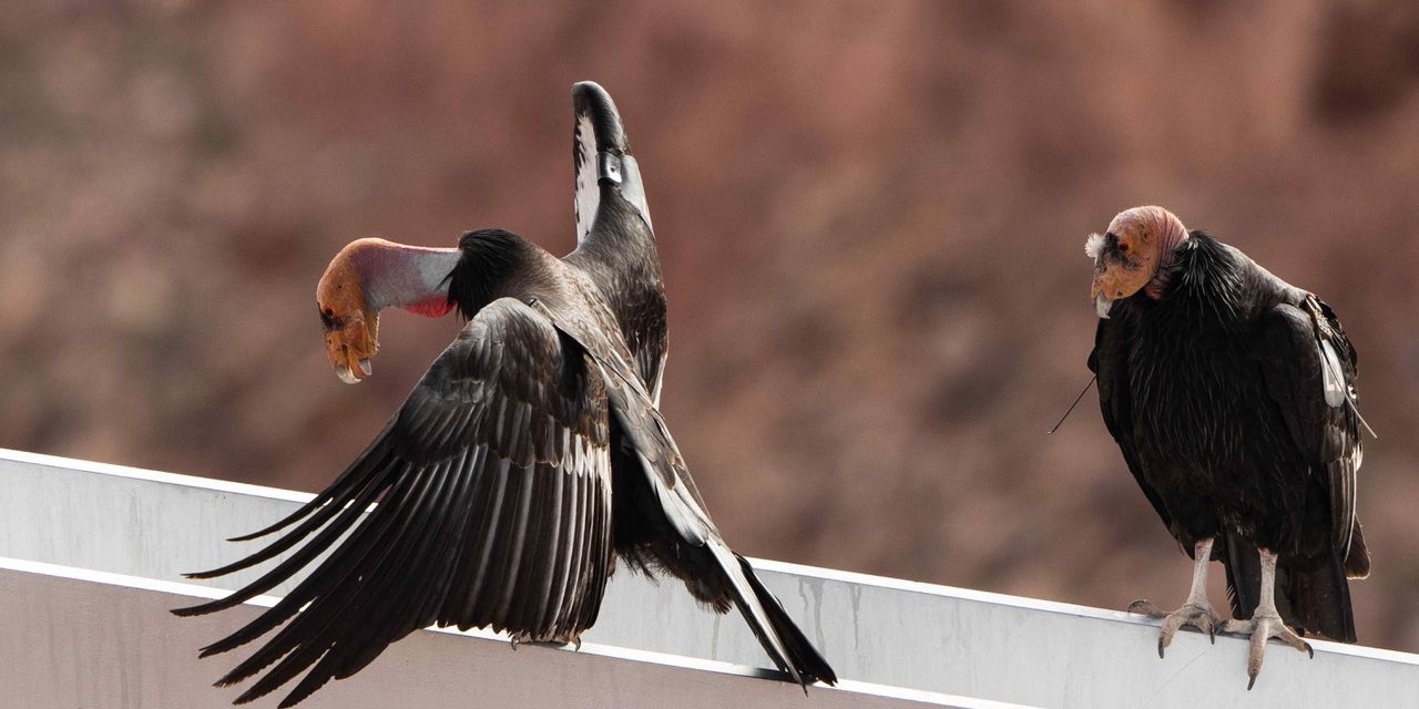 February 10th Program with Nature Photographer Carol Polich