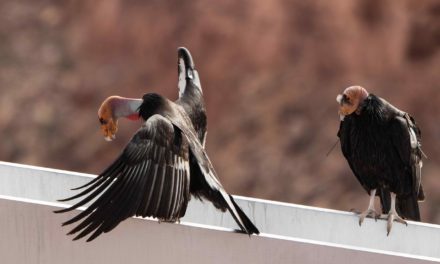 February 10th Program with Nature Photographer Carol Polich