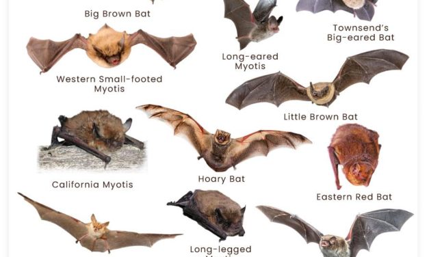 Montana’s Mysterious Bats – March 10th Program