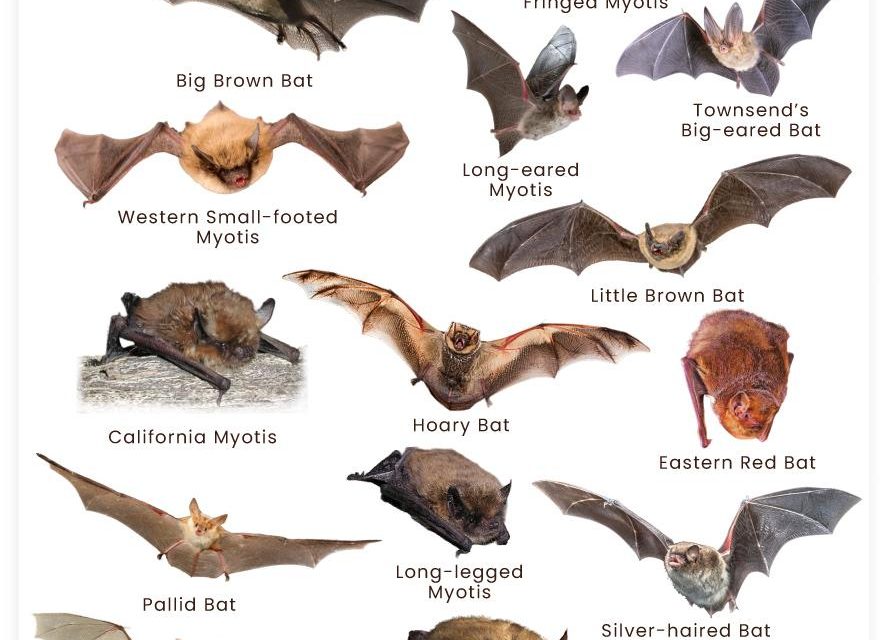 Montana’s Mysterious Bats – March 10th Program