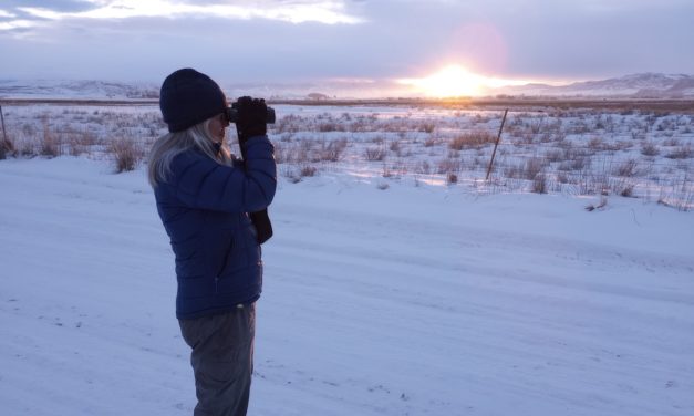 Count Birds for Science! Feb. 14-17