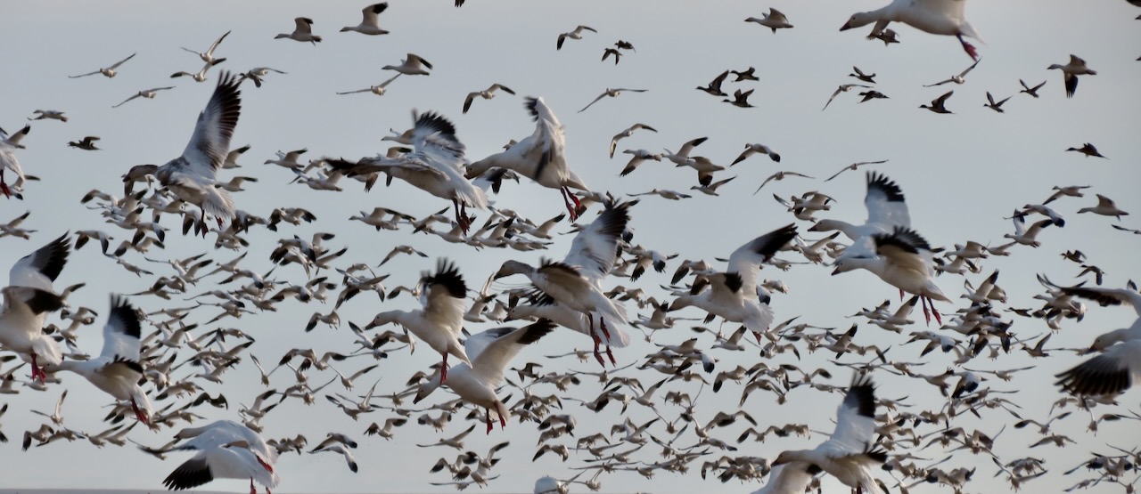 SAS Spring Wildlife Tour – Freezeout Lake