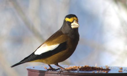 Avian Flu and your Bird Feeders