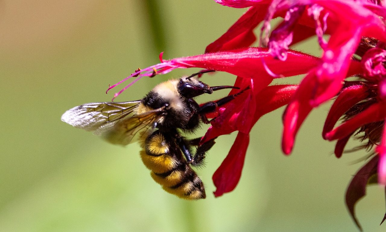 Invite Pollinators To Your Yard