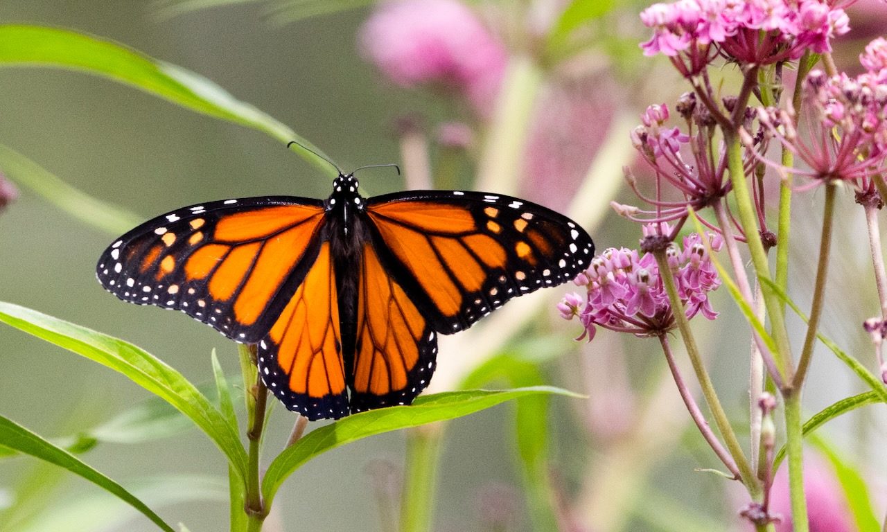 Invite Pollinators To Your Yard