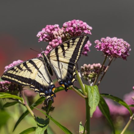 Invite Pollinators To Your Yard