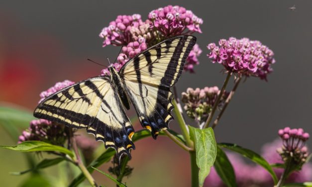 Invite Pollinators To Your Yard