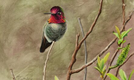 Andrew Guttenberg, A Homegrown Montana Artist