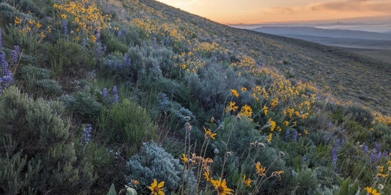 Regenerative Grazing & How it Benefits Birds – Annual Sweet & Savory Potluck/Meeting