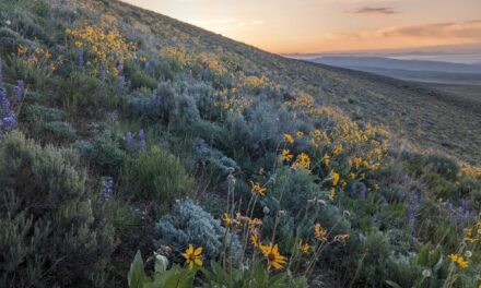 Regenerative Grazing & How it Benefits Birds – Annual Sweet & Savory Potluck/Meeting