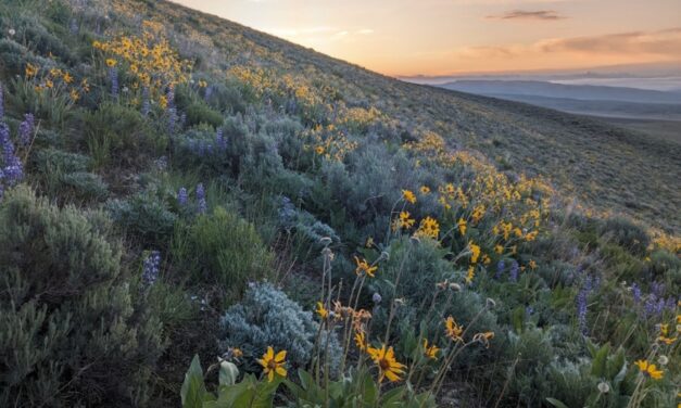 Regenerative Grazing & How it Benefits Birds – Annual Sweet & Savory Potluck/Meeting