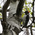 Story Mill Community Park Bird Walks – May 2025