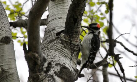 Story Mill Community Park Bird Walks – May 2025