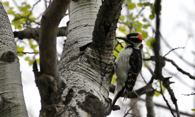 Story Mill Community Park Bird Walks – May 2025