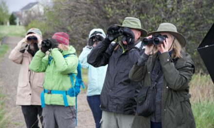 Guided Bird Walks at the IAWP