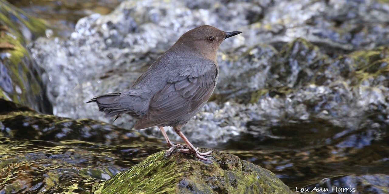 Birdathon 2025!