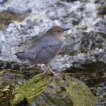 Birdathon 2025!