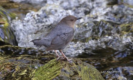 Birdathon 2025!