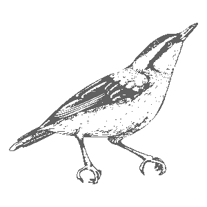 icon-bird4