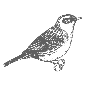 icon-bird8