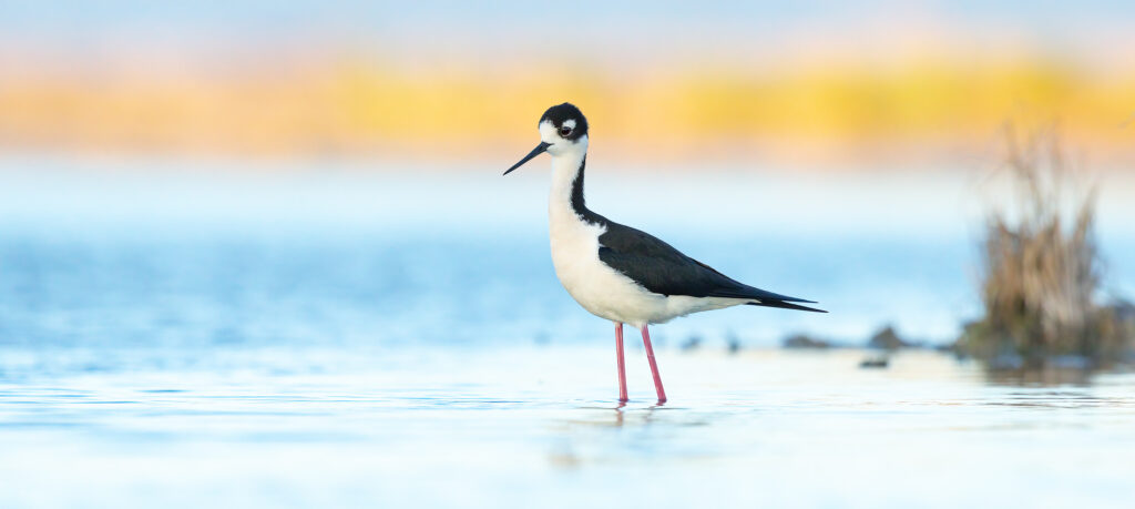 BNstilt-Habitat_A18Q9274-3000px-Websharp