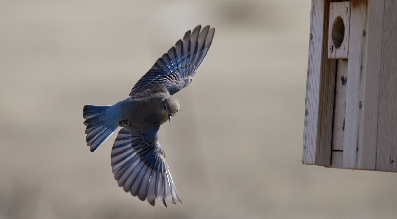 Female MOBL in flight