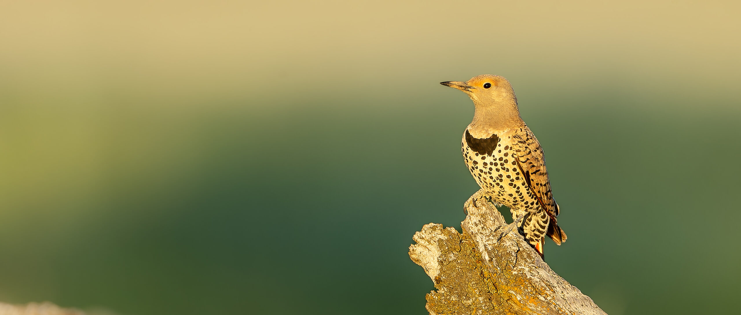 Flicker-Hdr_A18Q9691-CR2_DxO_3000px