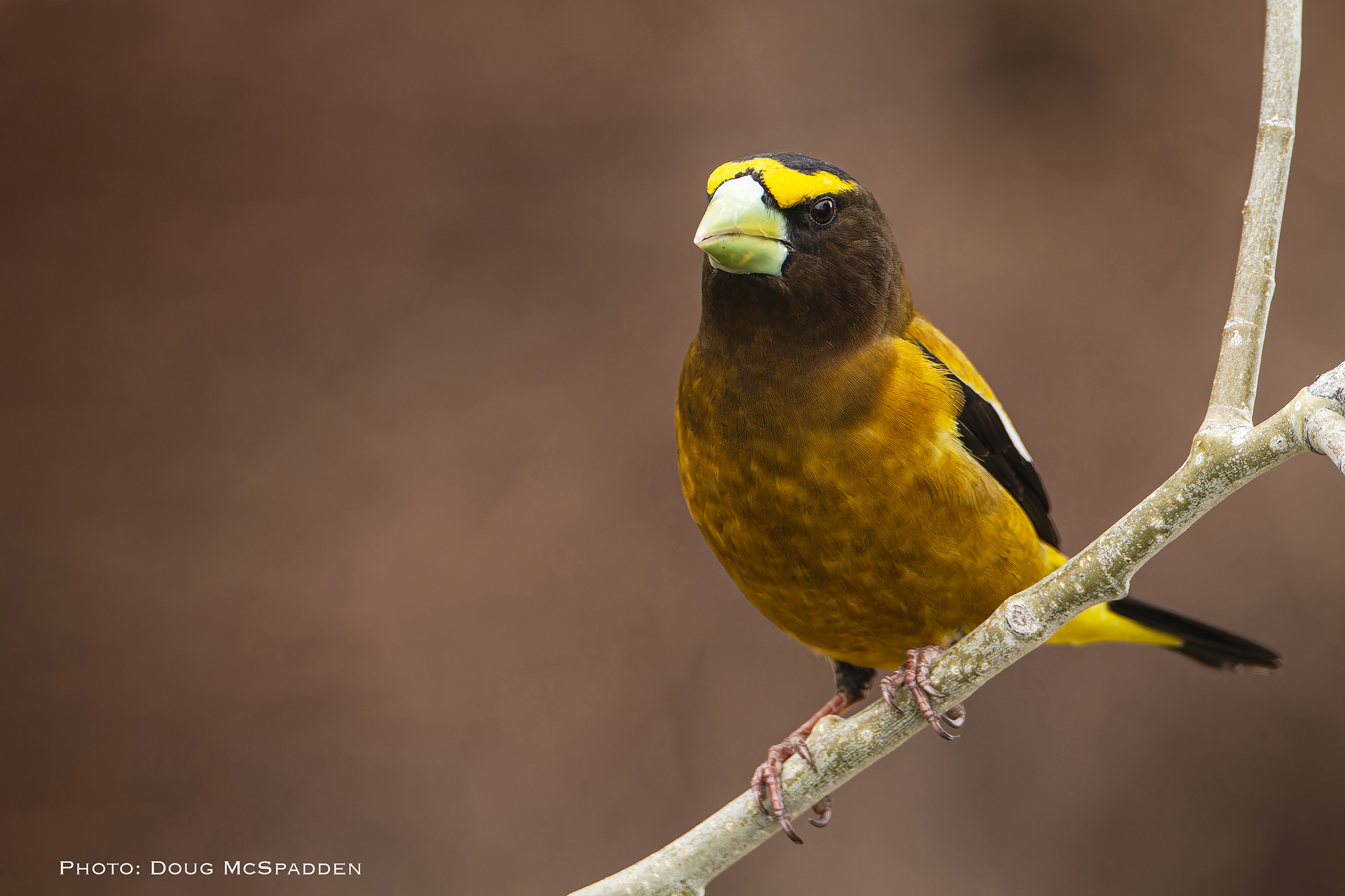 Evening Grosbeak, male